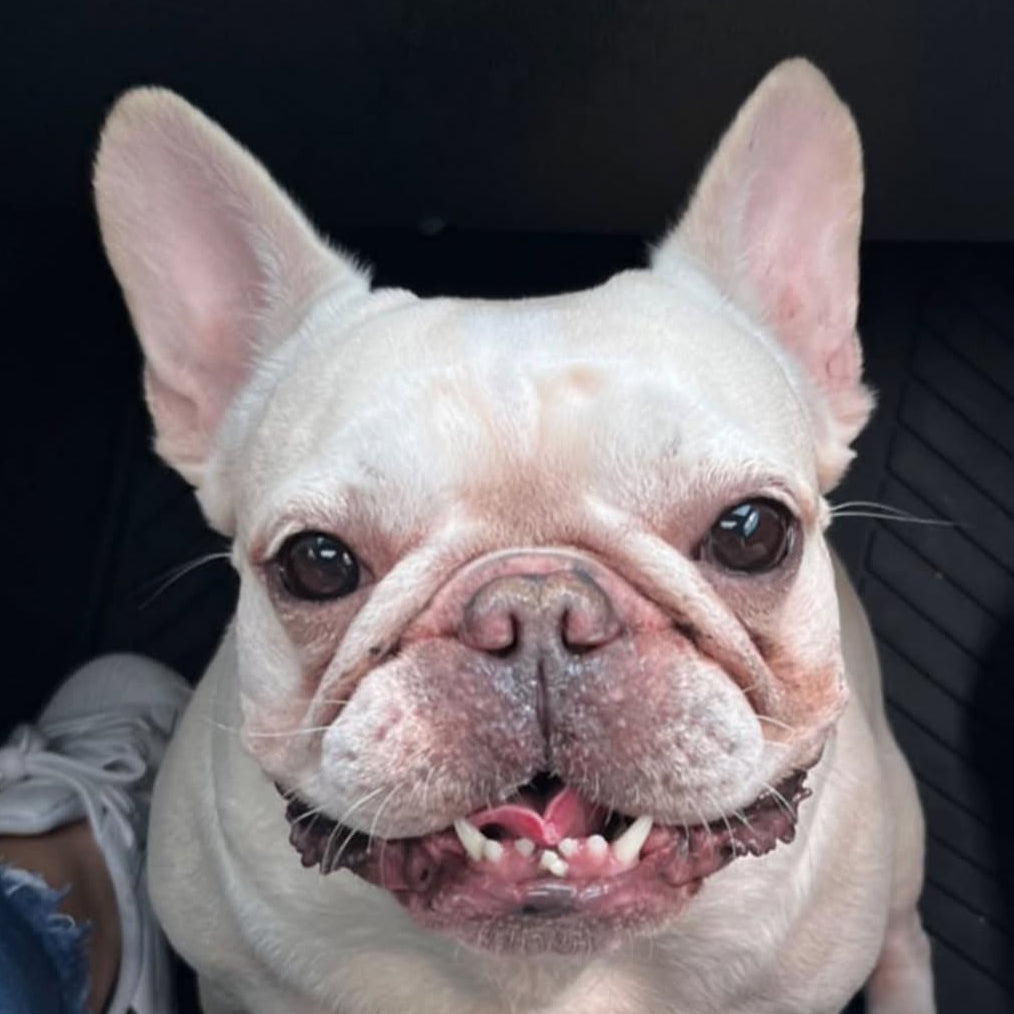 Cojín Personalizado Mascota