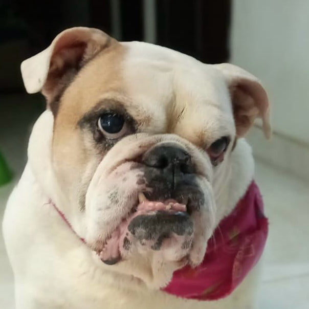 Cojín Personalizado Mascota