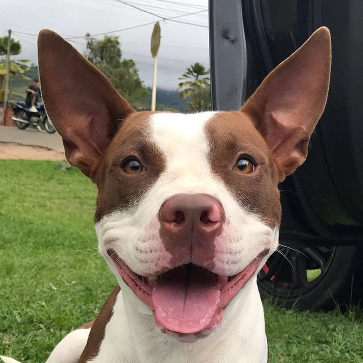Cojín Personalizado Mascota
