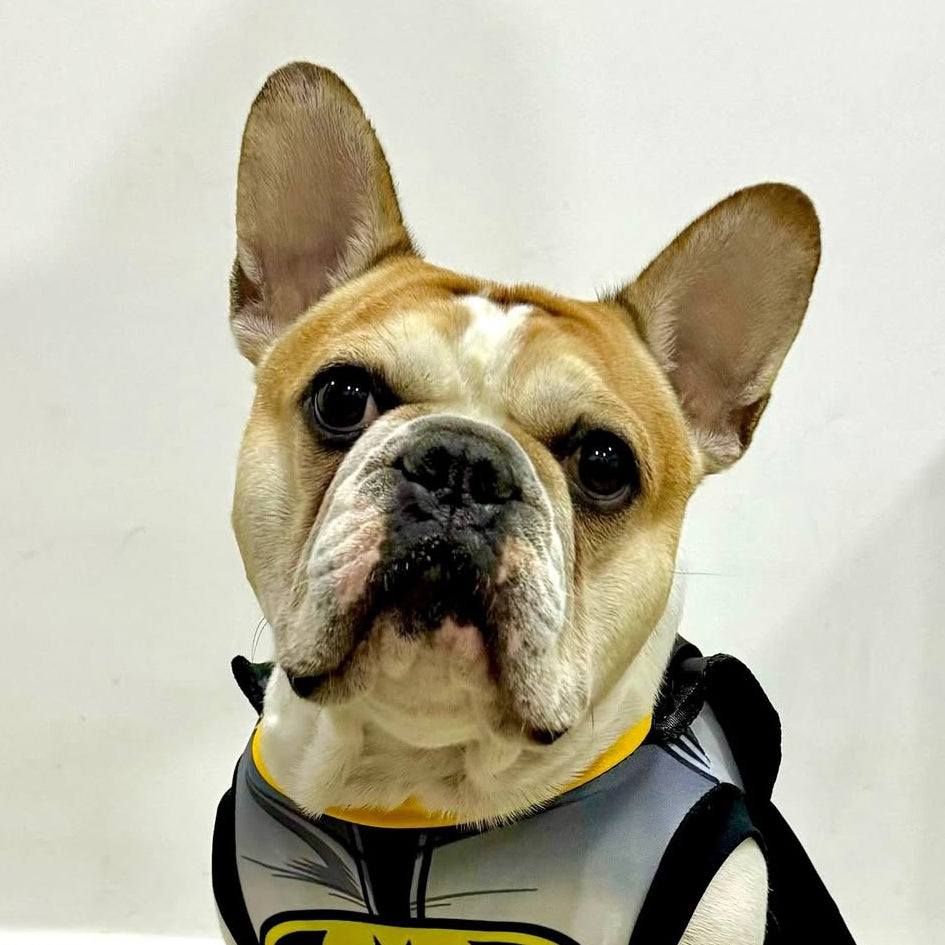 Cojín Personalizado Mascota