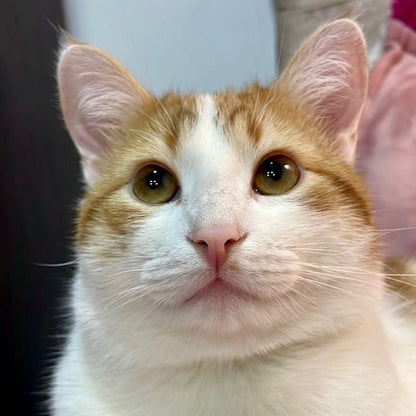 Cojín Personalizado Mascota